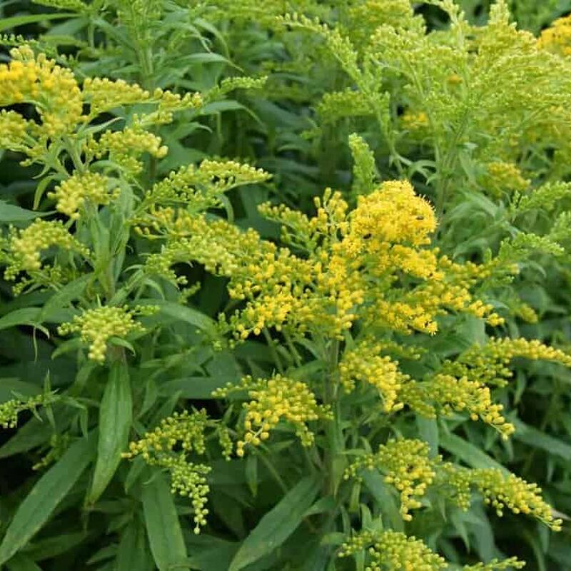 Solidago 'Goldkind' ---